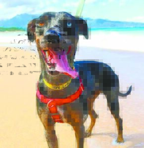 Pet of the Week